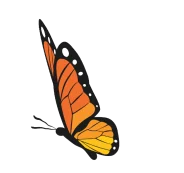 butterfly